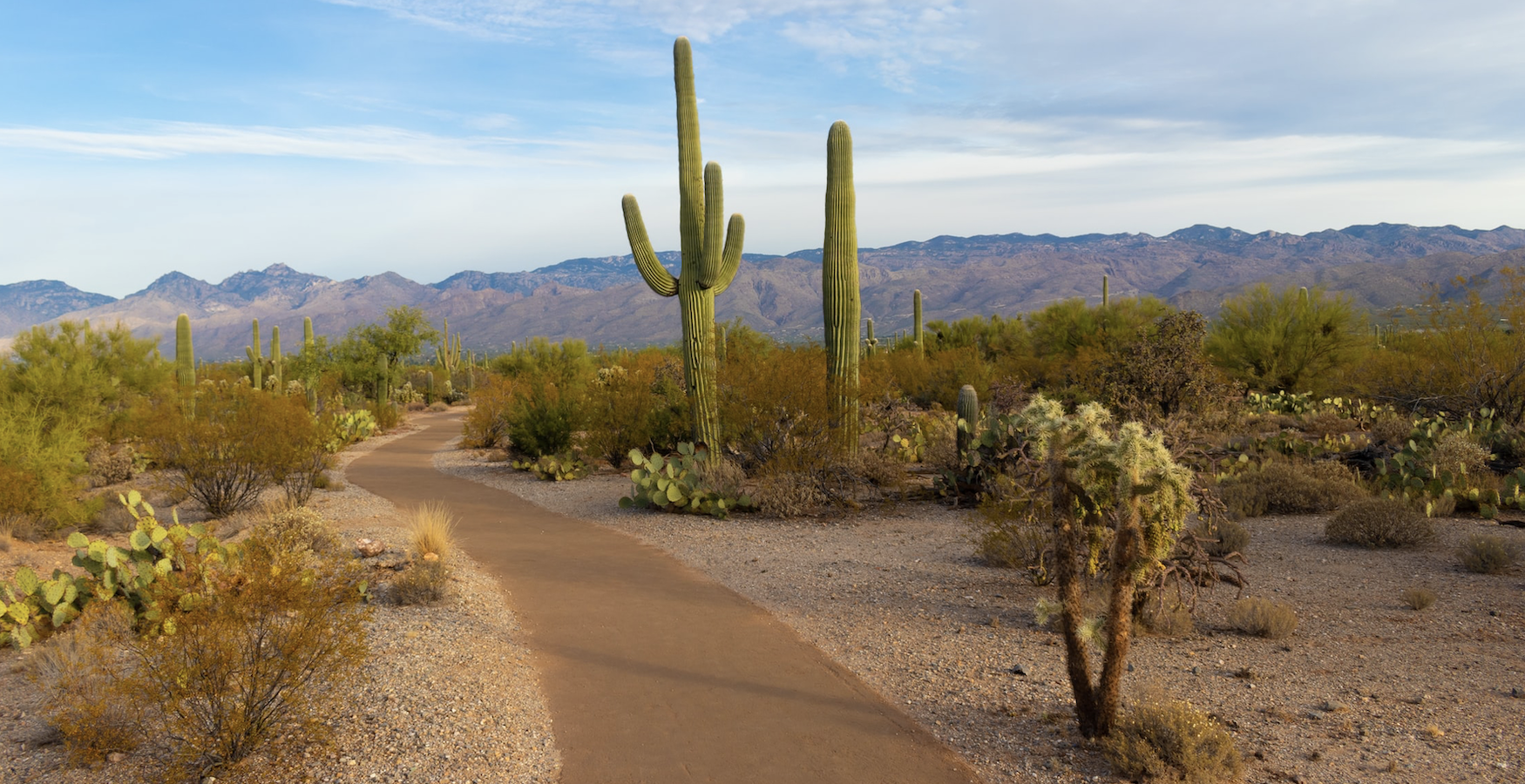 Palm Desert California with Cactus